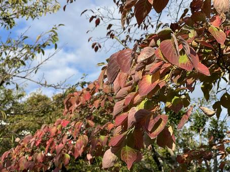 神田川10月：遊歩道の紅葉 2025の写真