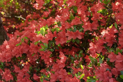 It is Kirishima azalea blooming in full bloom, JPG