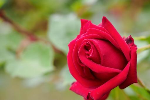 蔵王のバラ(71) 蔵王のバラ(71)の写真