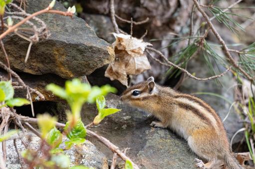 自然の中の可愛いシマリス 自然の中の可愛いシマリス リス,可愛い,かわいいの写真素材