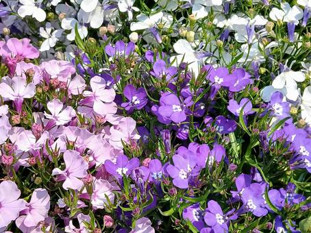 Moss phlox, JPG