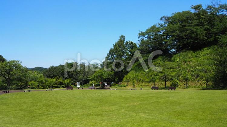 夏の七沢森林公園・芝生広場＆森（厚木市） 夏,七沢森林公園,厚木市の写真素材