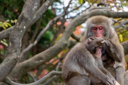 さるの写真