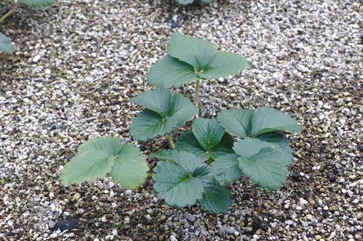 イチゴの苗の植え付け 苺,苗,植え付けの写真素材