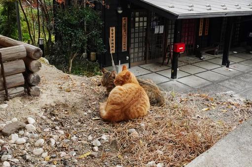 熊本 黒川温泉の地域猫1 黒川温泉,地域猫,猫の写真素材