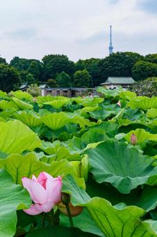 lotus, JPG