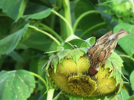 Sparrow eating sunflower seeds 2, JPG Sparrow eating sunflower seeds 2, JPG