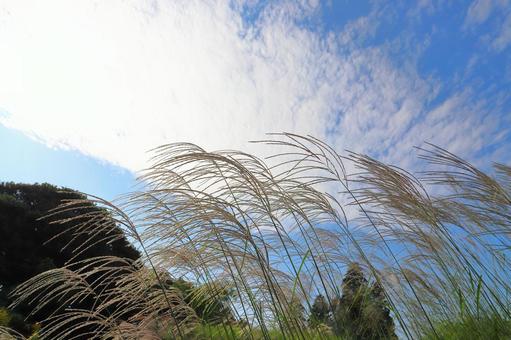 すすき　青空　白い雲　太陽　樹木 ススキ,空,青空の写真素材