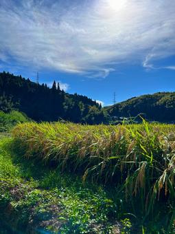 光市指定史跡　向山文庫周辺の風景 山口県,光市,指定史跡の写真素材
