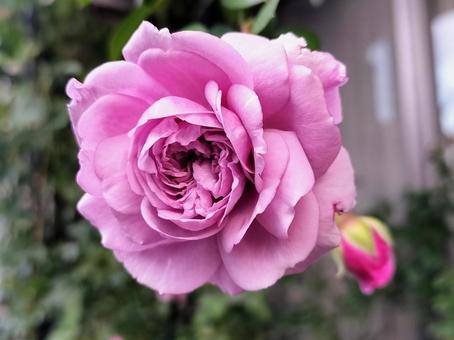 ベランダのバラ・レイニーブルー 薔薇,バラ,レイニーブルーの写真素材