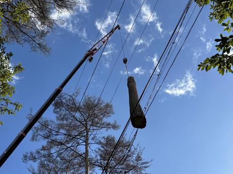 クレーンに吊るされた伐採された木の幹 クレーンに吊るされた伐採された木の幹 クレーン,幹,伐採の写真素材