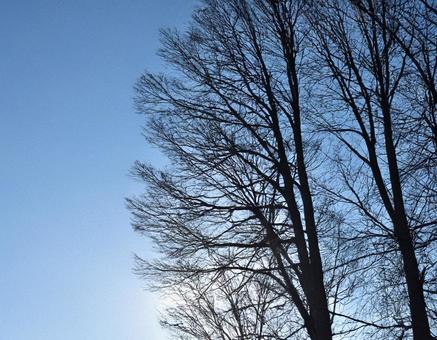 枝だけになった木のシルエット3 木,公園,外の写真素材