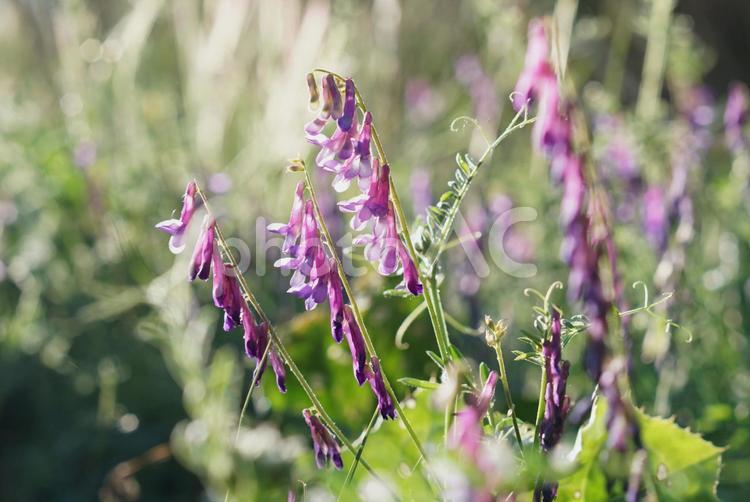 日差しの中の紫色の可憐な花 紫,花,小さいの写真素材