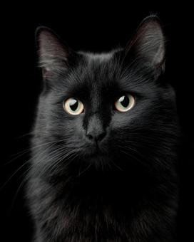 黒猫 黒猫の写真