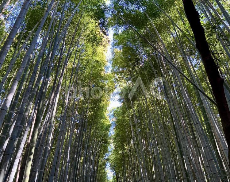 嵐山の竹林の小径 竹林の小径,竹,道の写真素材
