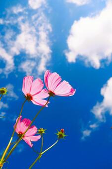 秋のアニメのような鮮やかなコスモス畑 コスモス,アニメ,壁紙の写真素材