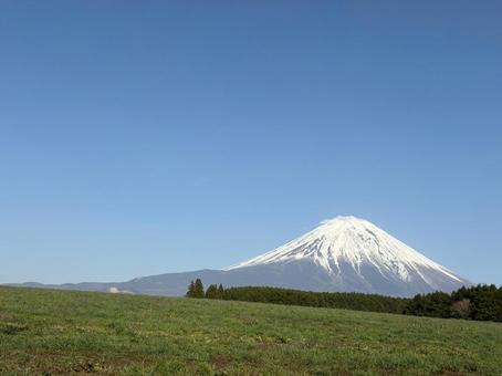 富士山と広がる草原の風景（初夏） 富士山,草原,緑の写真素材