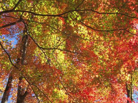 紅葉風景 紅葉,秋,葉の写真素材