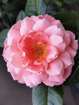 Photo, rose, pink vintage, drew, 