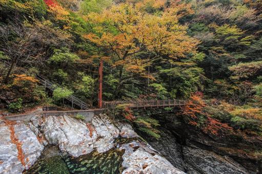 秋のみたらい渓谷 奈良県天川村 秋のみたらい渓谷 奈良県天川村 みたらい渓谷,奈良県,紅葉の写真素材