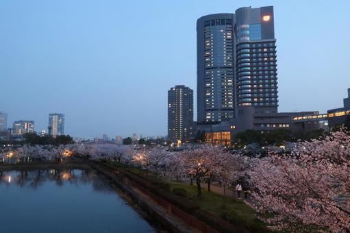 Cherry blossoms at night Cherry blossoms Somei Yoshino Canal, JPG Cherry blossoms at night Cherry blossoms Somei Yoshino Canal, JPG