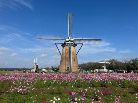 佐倉ふるさと広場の風車とコスモス 佐倉ふるさと広場の風車とコスモス 風車,オランダ風車,リーフデの写真素材