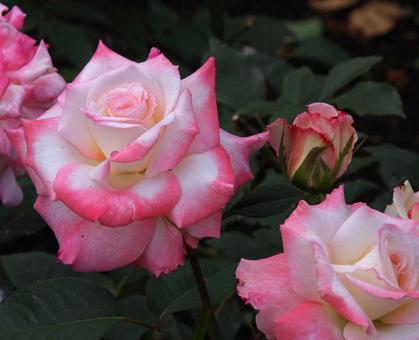 バラ ユウギリ バラ ユウギリ バラ,ユウギリ,薔薇の写真素材