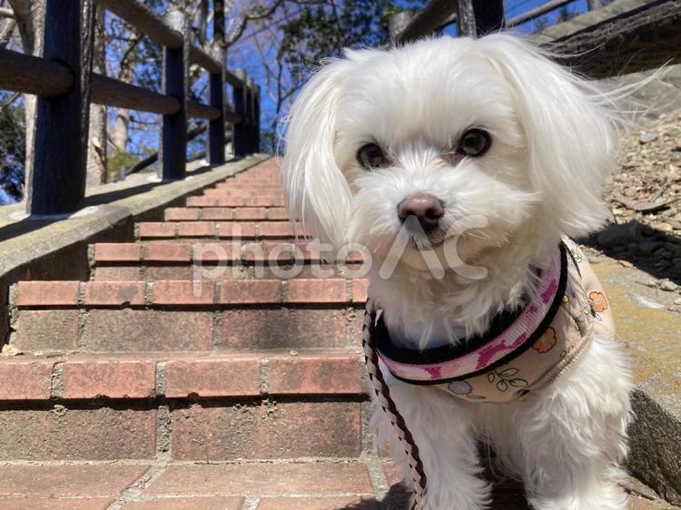 犬の散歩 犬,マルチーズ,かわいい犬の写真素材