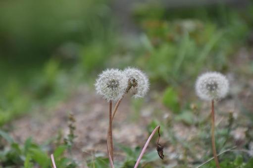 たんぽぽ 自然,タンポポ,春の写真素材