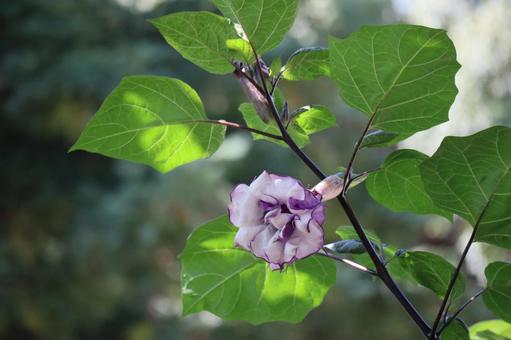 緑の葉と紫色のチョウセンアサガオの花 緑,葉,紫色の写真素材