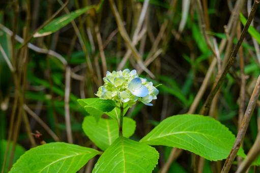 咲き始めの淡い青の紫陽花 咲き始めの淡い青の紫陽花 紫陽花,花,青の写真素材