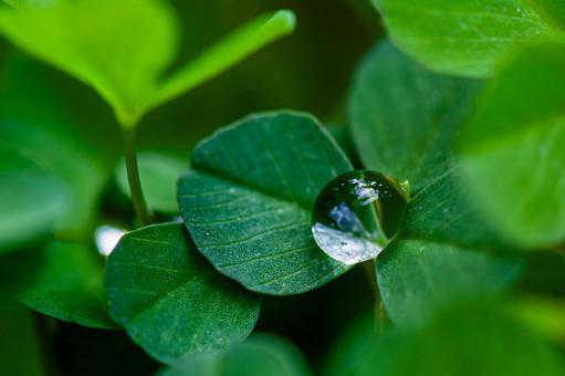 Clover and sparkling drops, JPG Clover and sparkling drops, JPG