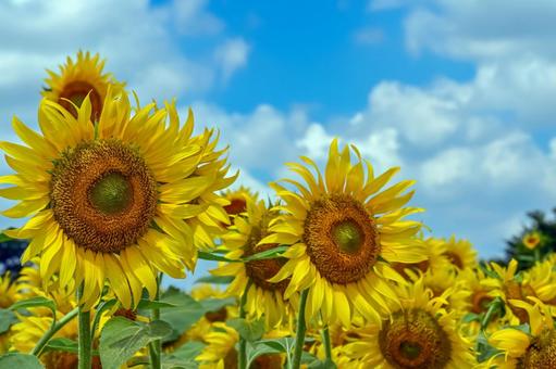 ヒマワリの花 ヒマワリの花 ひまわり,ひまわり畑,アウトドアの写真素材