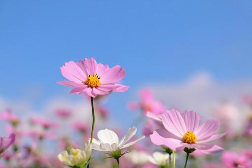 2ページ目 | コスモス畑の写真素材｜写真素材なら「写真AC」無料
