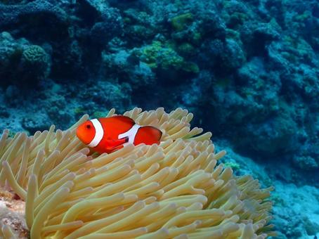 沖縄のカクレクマノミ カクレクマノミ,クマノミ,魚の写真素材