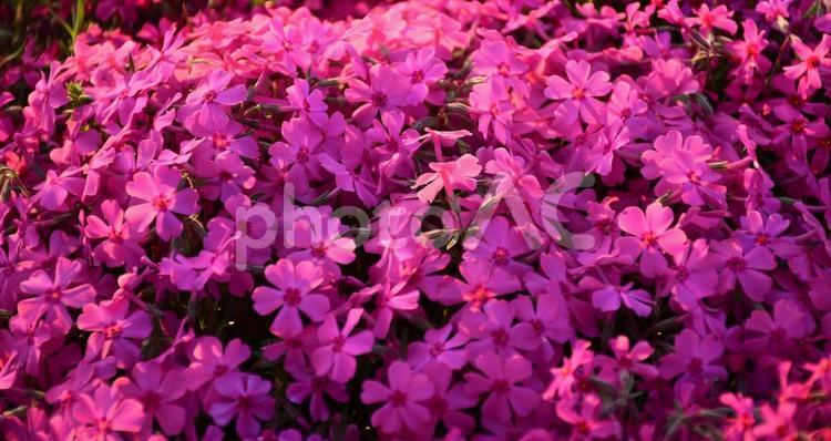 満開の濃いピンク色の芝桜(シバザクラ) 芝桜,シバザクラ,ピンクの花の写真素材