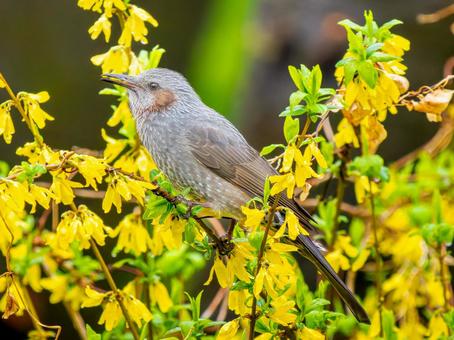 枝にとまるヒヨドリ ヒヨドリ,野鳥,鳥の写真素材