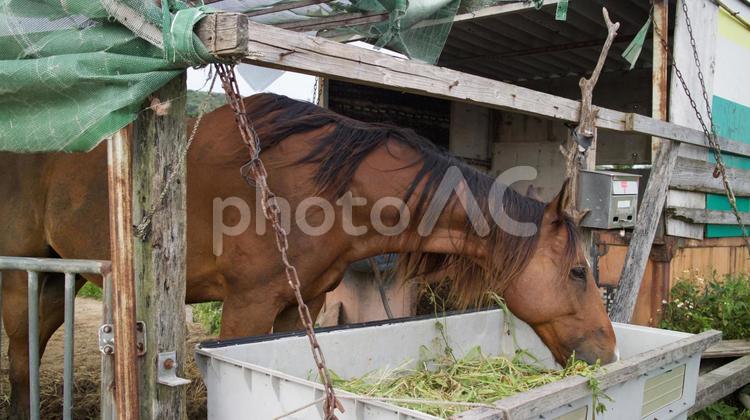 ごはん中の馬 自然,緑,植物の写真素材