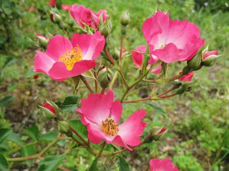 バラ・薔薇 カクテル バラ・薔薇 カクテル カクテル,cocktail,マクロの写真素材