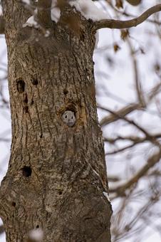 雪の森を見張る樹洞のエゾモモンガ エゾモモンガ,モモンガ,北海道の写真素材