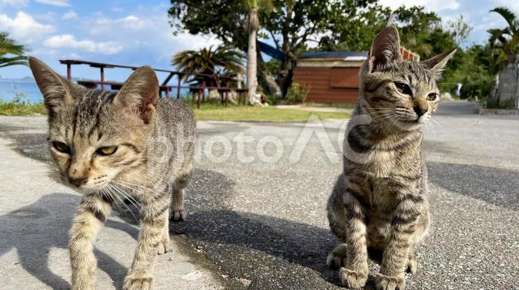 海辺でくつろぐ沖縄、離島の猫たち 猫,島猫,日向ぼっこの写真素材