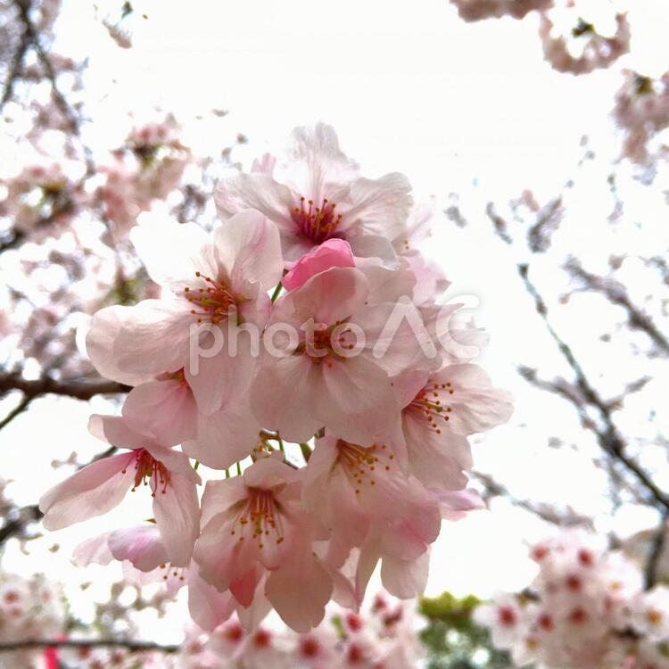 桜  04 桜,春,花見の写真素材