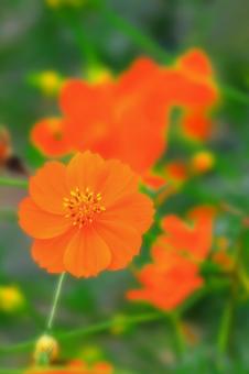 開花したオレンジ色の黄花コスモス 開花したオレンジ色の黄花コスモスの写真