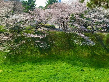 桜 桜の写真