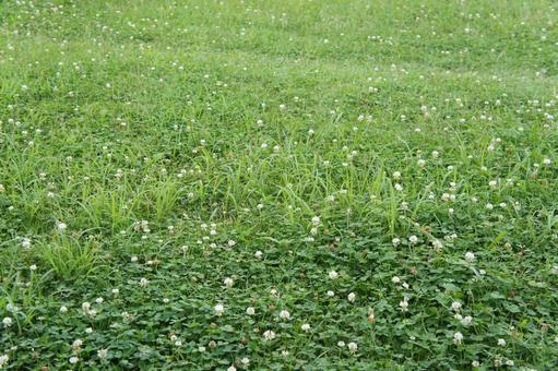 シロツメクサが咲く草原 シロツメクサが咲く草原の写真