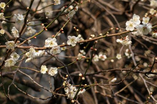 柔らかく咲く白梅の花 梅,白梅,花の写真素材