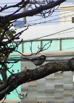 鳥 鳥の写真