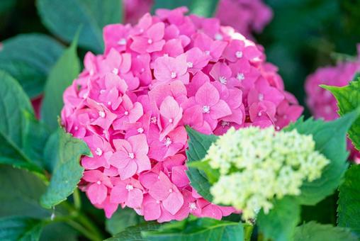 満開のピンク色アジサイ 満開のピンク色アジサイ アジサイ,紫陽花,花の写真素材