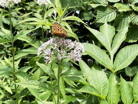 横尾から涸沢 9 花と蝶 横尾から涸沢 9 花と蝶 花,蝶,高山植物の写真素材