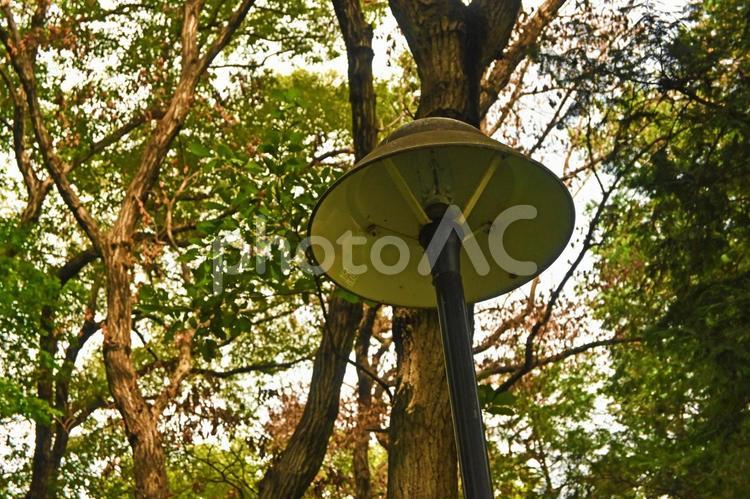 森の中の電灯 街灯,樹木,背景の写真素材